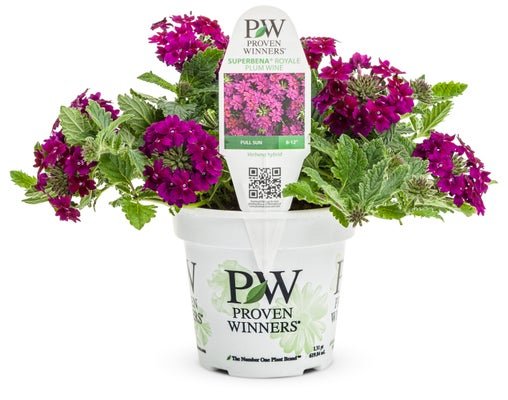 Verbena Superbena Royale Plum Wine - LandscapeDirect