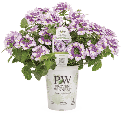 Verbena Superbena Sparkling Amethyst - LandscapeDirect