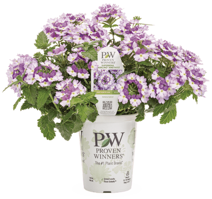 Verbena Superbena Sparkling Amethyst - LandscapeDirect