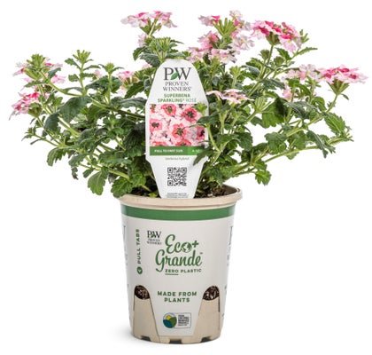Verbena Superbena Sparkling Rose - LandscapeDirect