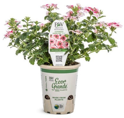 Verbena Superbena Sparkling Rose - LandscapeDirect