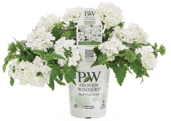Verbena Superbena Whiteout - LandscapeDirect