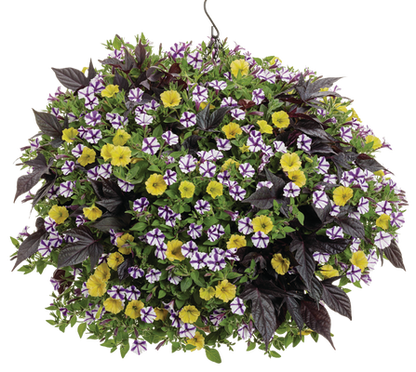 Violet Vista - Hanging Basket Kit - LandscapeDirect