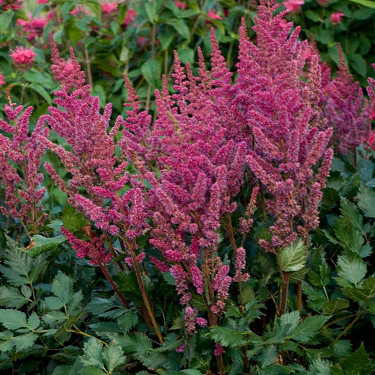 Visions in Red False Spirea - LandscapeDirect