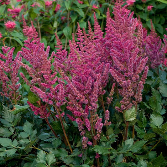 Visions in Red False Spirea - LandscapeDirect