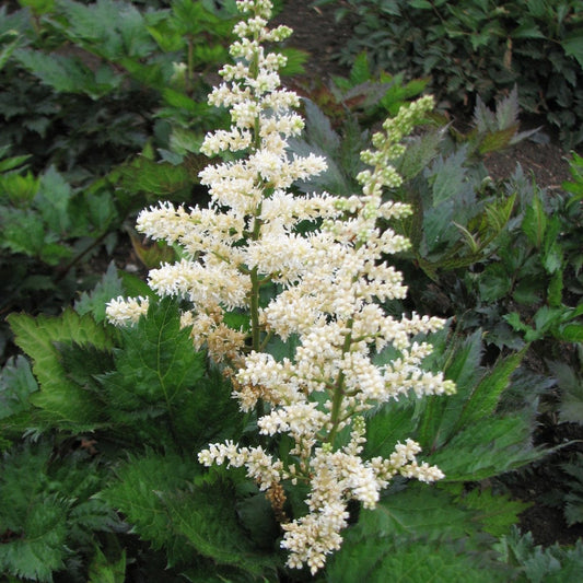 Visions in White False Spirea - LandscapeDirect