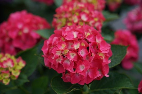 Wee Bit Giddy Bigleaf Hydrangea - LandscapeDirect
