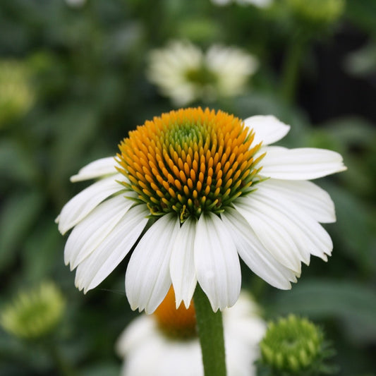 White Coneflower - LandscapeDirect