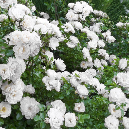 White Drift - Rose - LandscapeDirect