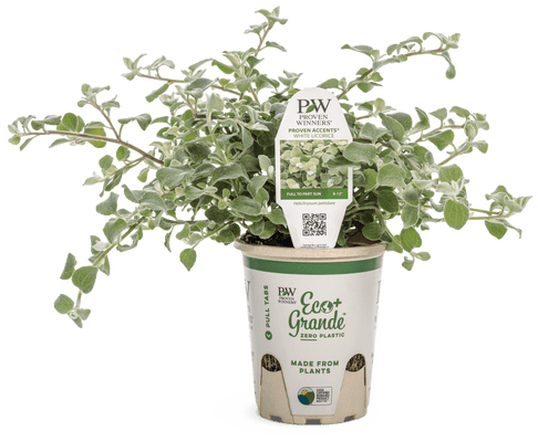 White Licorice - LandscapeDirect