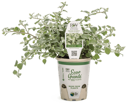 White Licorice - LandscapeDirect