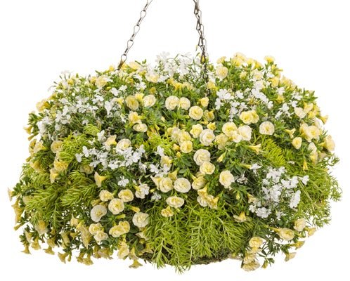 White Linen - Hanging Basket Kit - LandscapeDirect