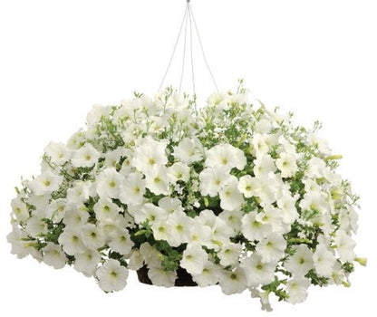 White Wedding - Hanging Basket Kit - LandscapeDirect