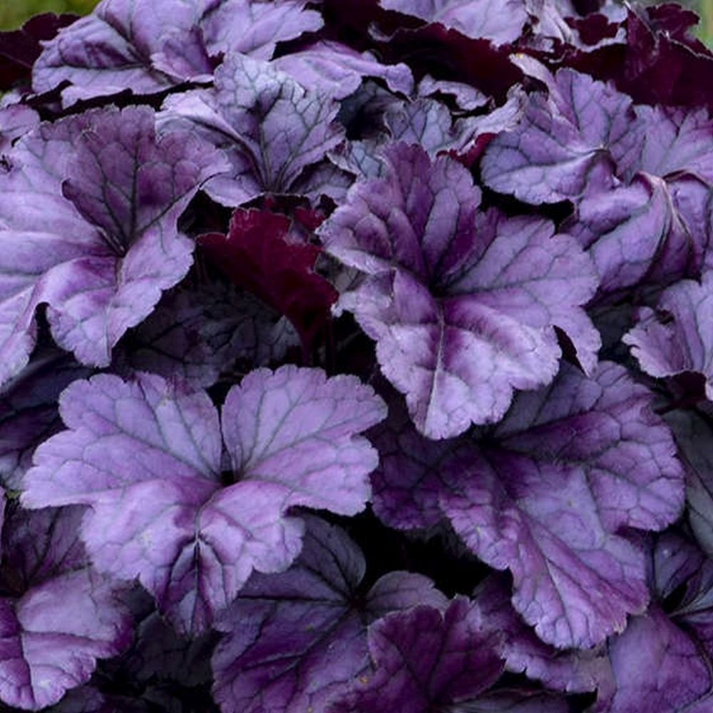 Wildberry Coral Bells - LandscapeDirect