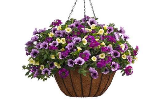 Wine Country - Hanging Basket Kit - LandscapeDirect