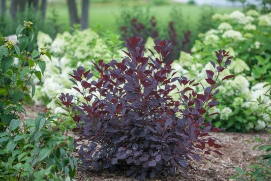 Winecraft Black Smokebush - LandscapeDirect
