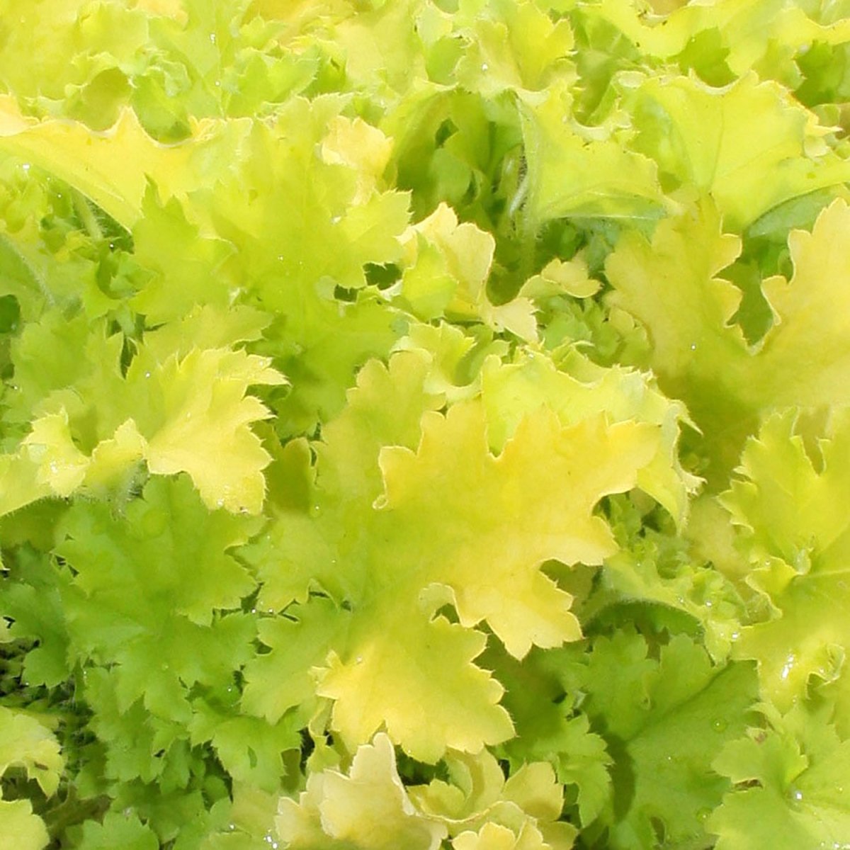 Winter Joy Coral Bells - LandscapeDirect