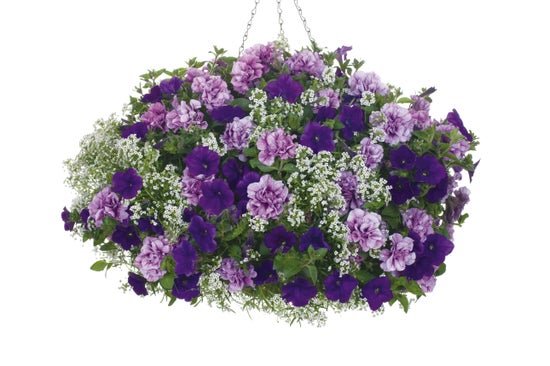 Wishes Come True - Hanging Basket Kit - LandscapeDirect