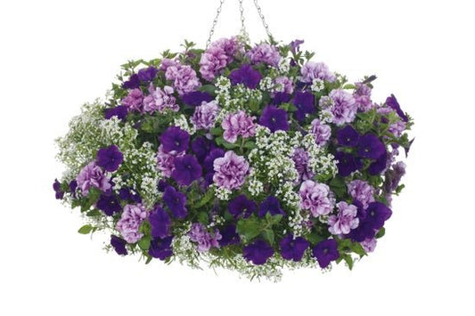 Wishes Come True - Hanging Basket Kit - LandscapeDirect