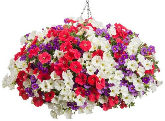 With Liberty - Hanging Basket Kit - LandscapeDirect