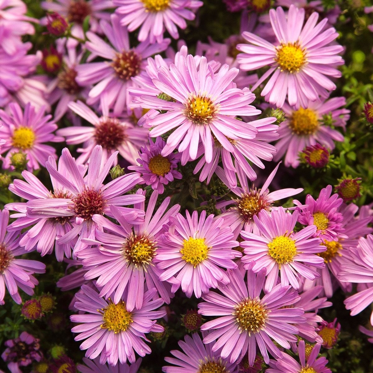 Wood's Pink Alpine Aster - LandscapeDirect