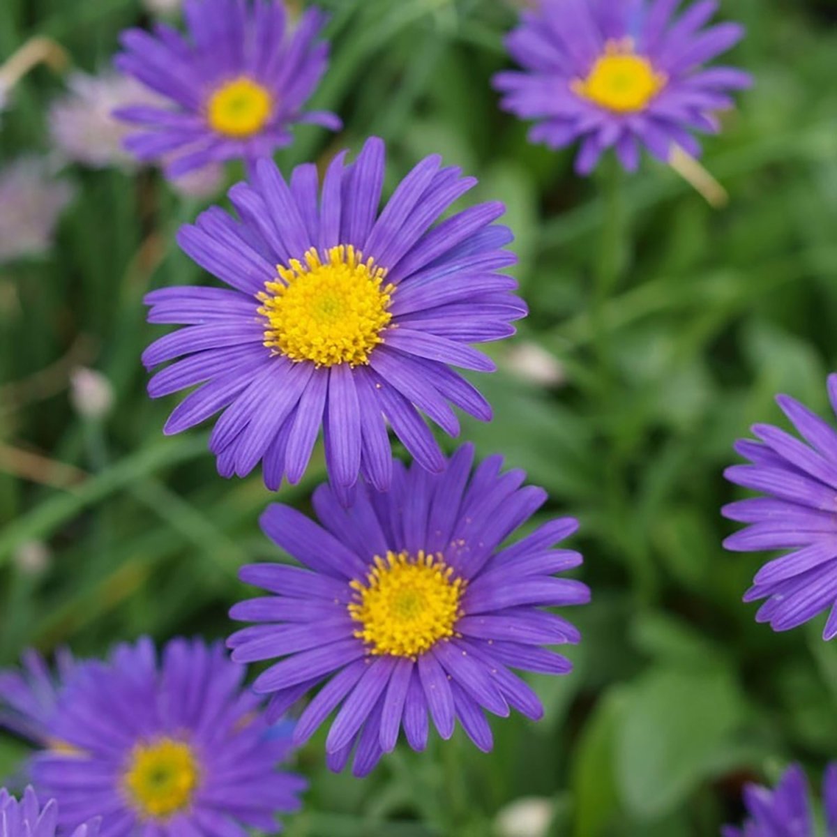 Wood's Purple Alpine Aster - LandscapeDirect