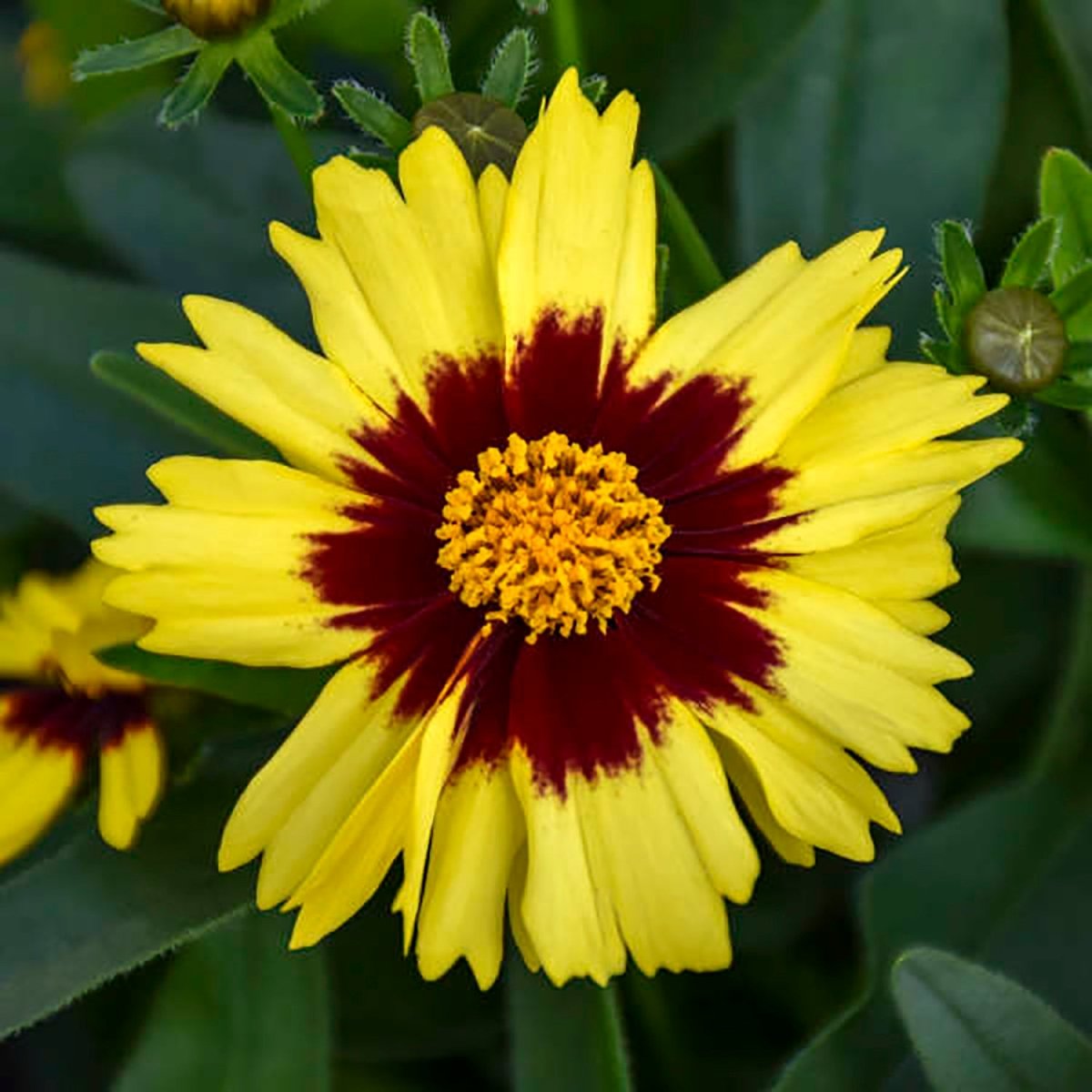 Yellow & Red Tickseed - LandscapeDirect