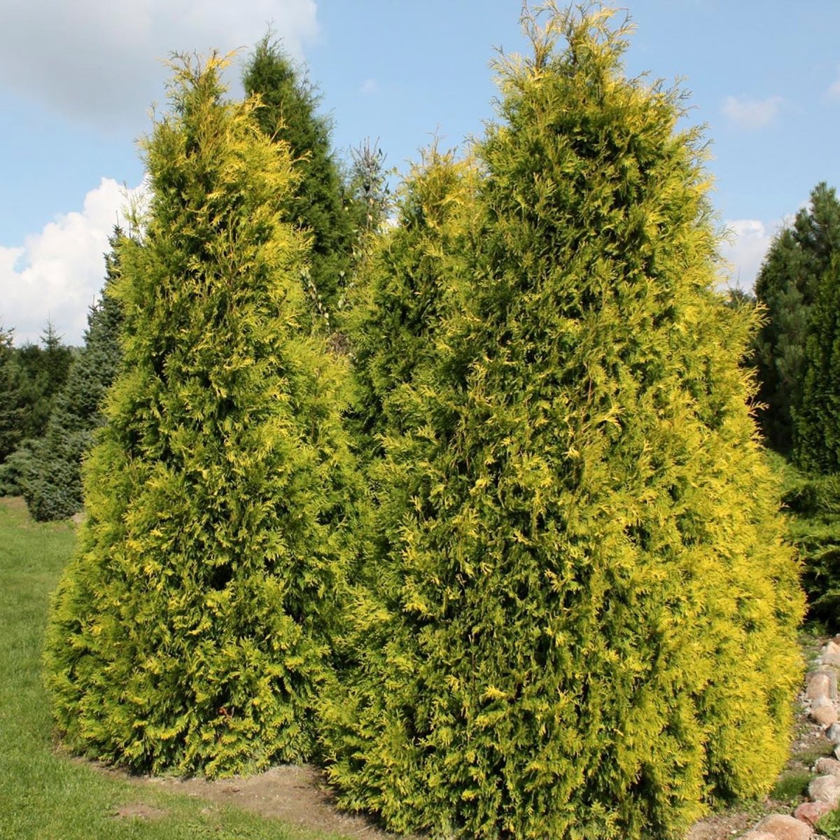 Yellow Ribbon Cedar - LandscapeDirect