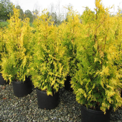 Yellow Ribbon Cedar - LandscapeDirect