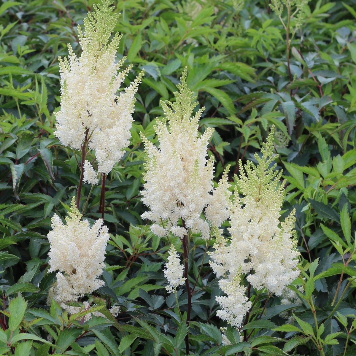 Younique White False Spirea - LandscapeDirect