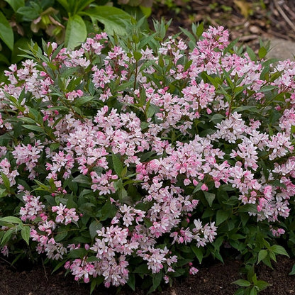Yuki Cherry Blossom - Deutzia - LandscapeDirect